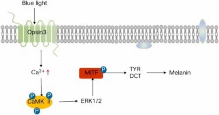 Fig. 4. BL promotes melanin formation through membrane proteins