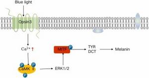 Fig. 4. BL promotes melanin formation through membrane proteins