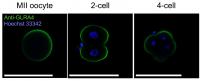 Glycine Receptor Alpha 4 Subunit (Glra4) Is Expressed from the MII Oocyte to the Four-Cell Stage
