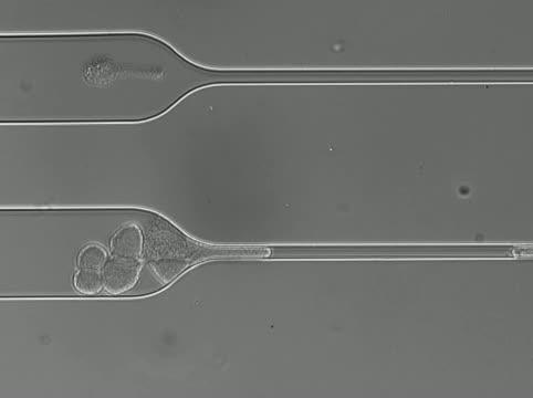 CTC Cluster Unfolds to Pass Through Capillary-Sized Constriction