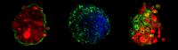 Spheroids Mimic the Blood-Brain Barrier