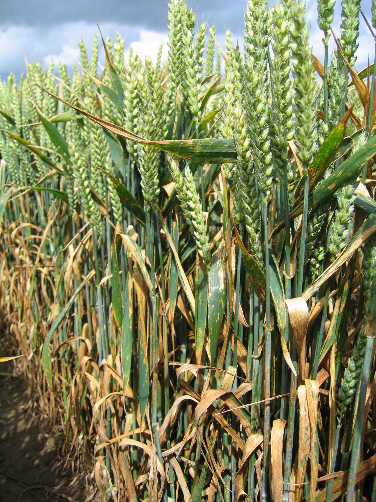 <em>Septoria tritici</em> Blotch in Wheat