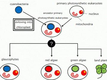 Diagram of the Primary Symbiotic Algae Evolution