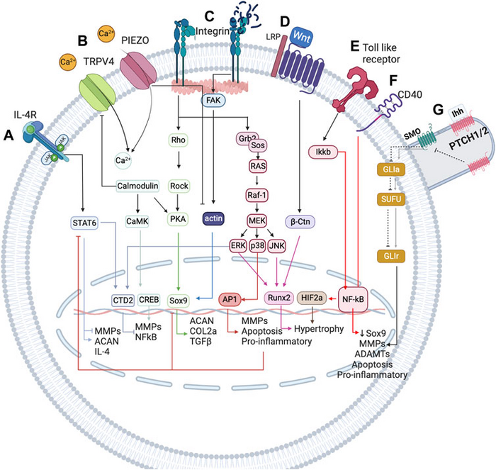 Simplified representation of the network-based modelling of the main mechanotransduction pathways