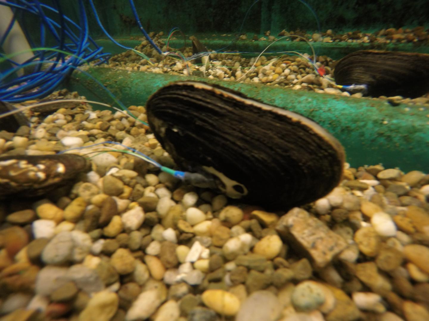 A Fitbit for Mussels