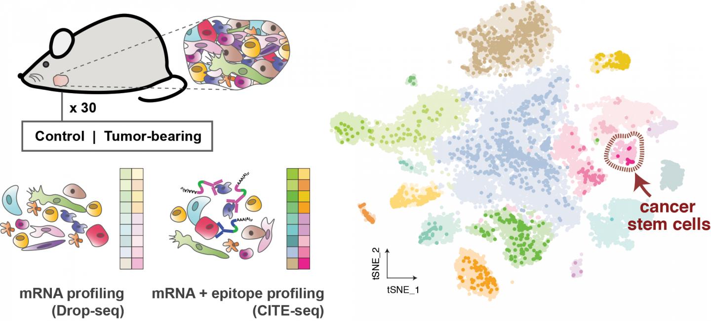 Individual Sequencing of 26.000 Cells