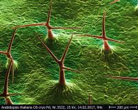 Several Hairs of Thal Cress (<i>Arabidopsis thaliana</i>)