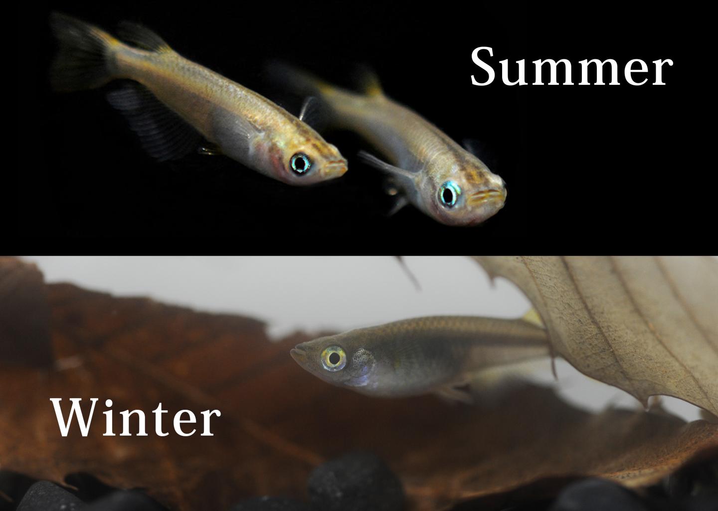 Medaka, Summer and Winter