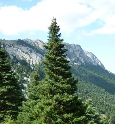 Relict <i>Abies pinsapo</i> Forest from Sierra de Grazalema Natural Park (southern Spain)