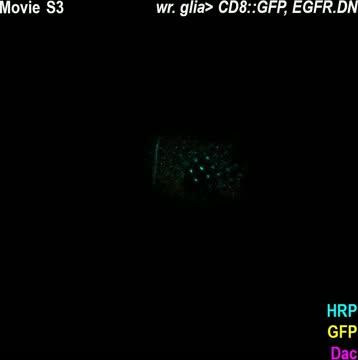 Glia Are Key to Wiring Up Fly Eye (4 of 4)