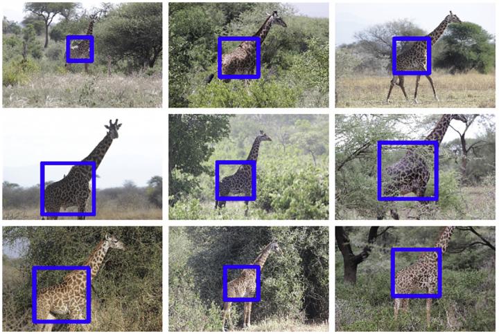 Giraffe Photo Regions of Interest