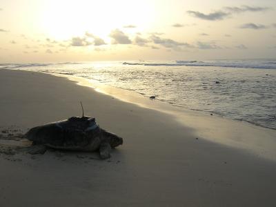 Loggerhead Turtle with Satellite Tracker Attached