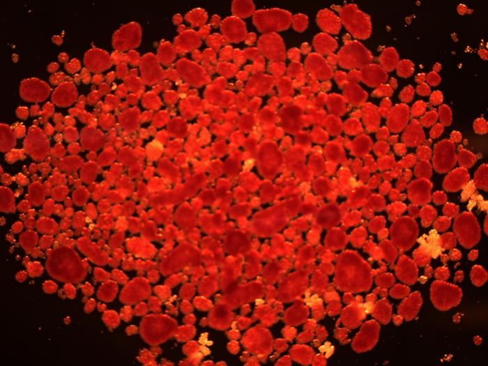 Pure islet cells
