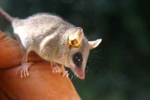 Mouse opossum