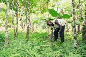 The Gola Rainforest Project in Sierra Leone