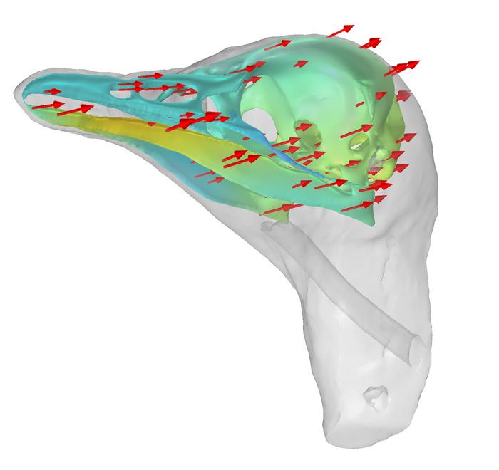 The displacement of the skull in sound reception