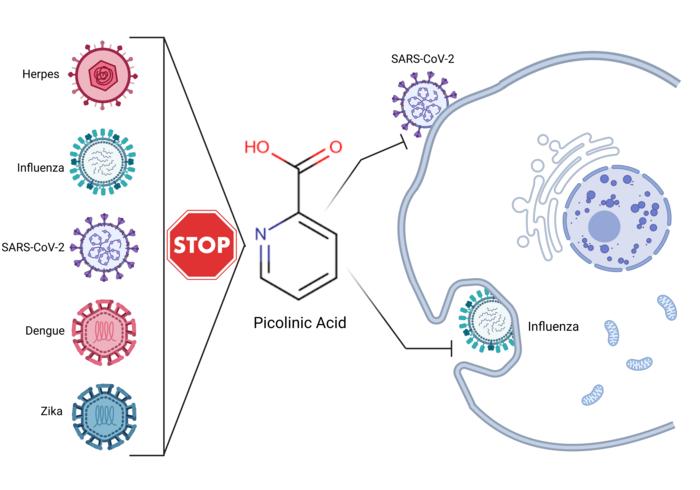 Picolinic acid is a broad-spectrum antiviral