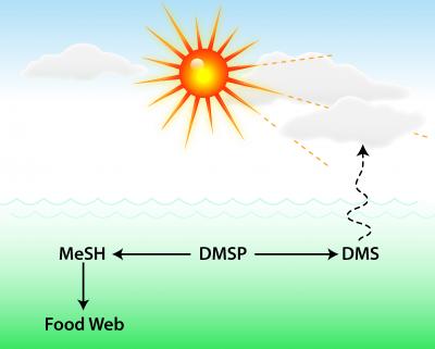 Sulfur Cycling and Cloud Formation