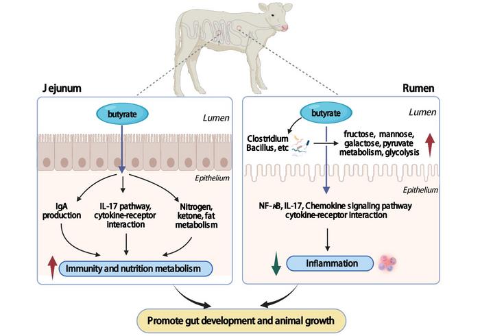 Promote gut development and animal growth