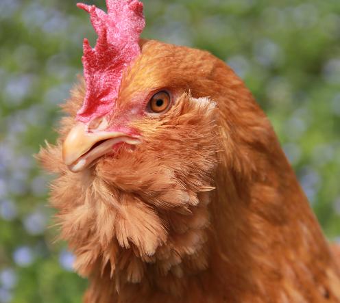 Scientists Identify Mutation that Causes Muffs and Beards to Grow on Chickens