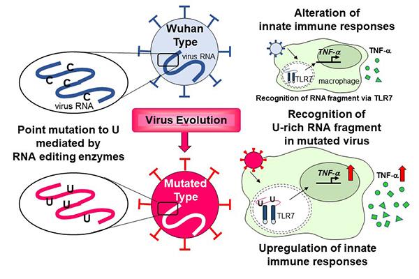 Uracil Switch in SARS-CoV-2 Genome Alters Innate Immune Responses