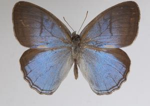 Caeruleuptychia harrisi