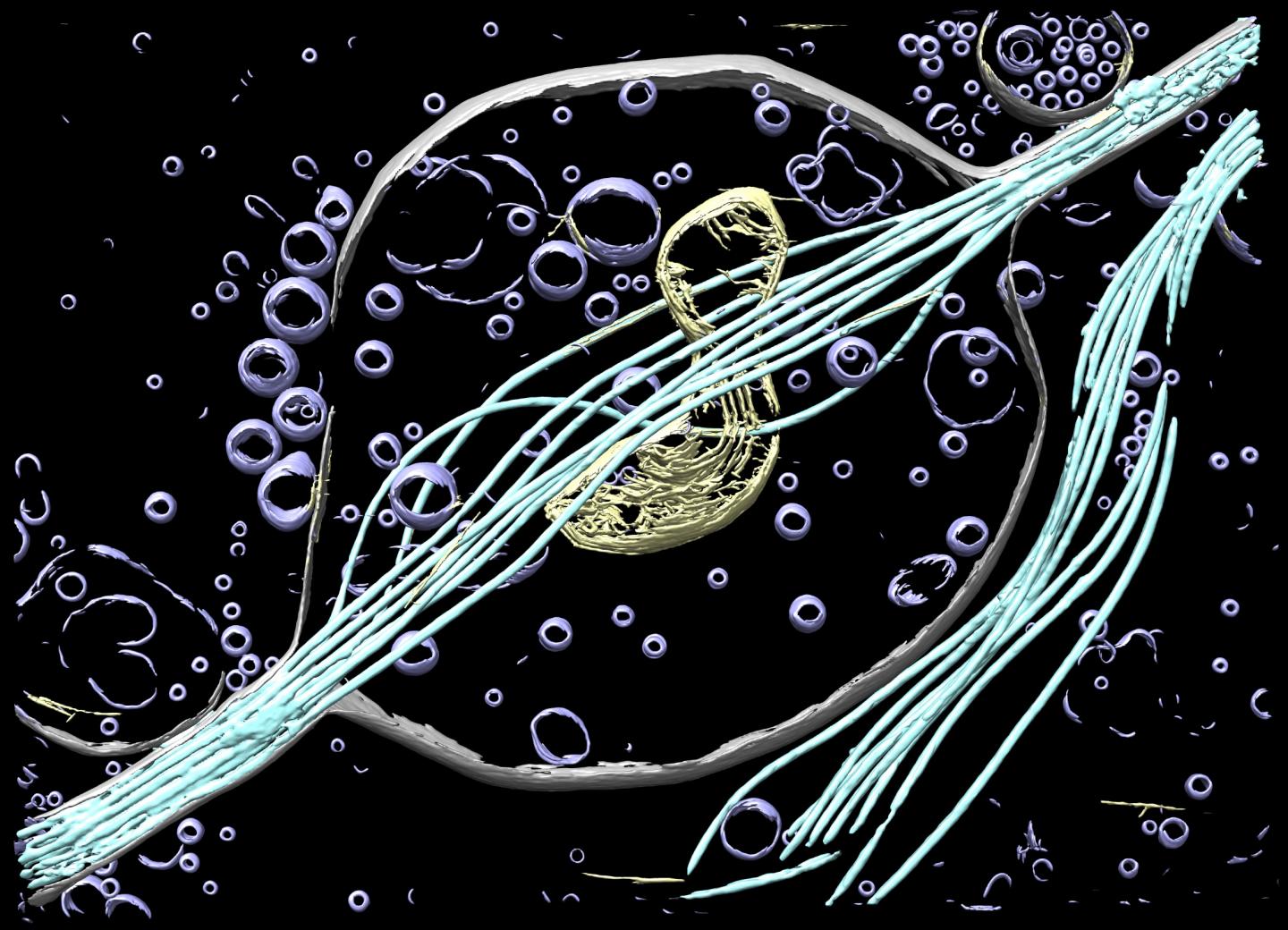 Neuron Segmentation