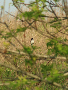 Bioenergy – For the birds