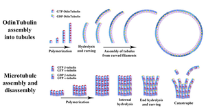 Comparison of OdinTubulin assembly and microtubule assembly/disassembly