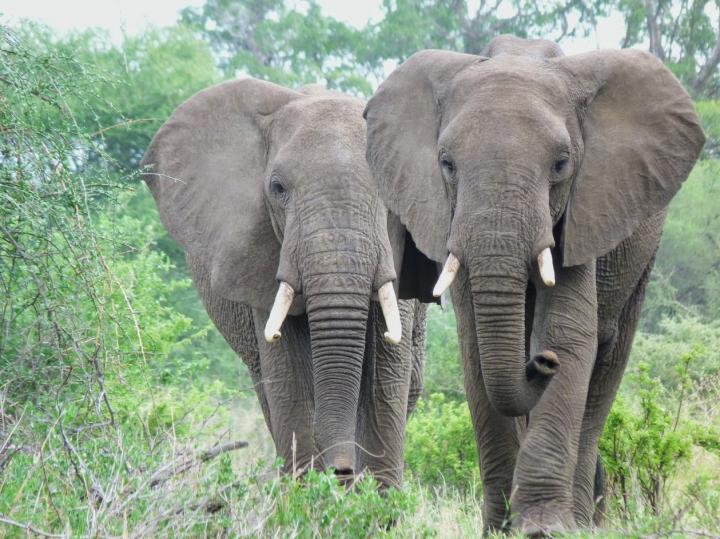 Factors Associated with Elephant Poaching