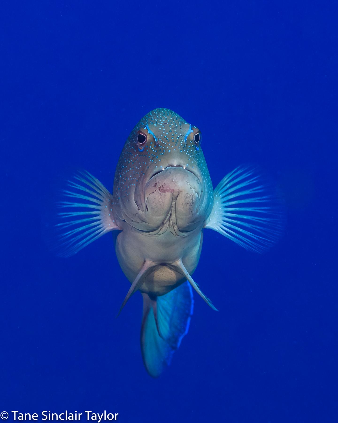 'Portfolio' of Marine Reserves Enhances Fish Populations