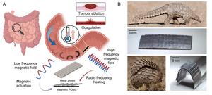 The pangolin-inspired untethered magnetic robot