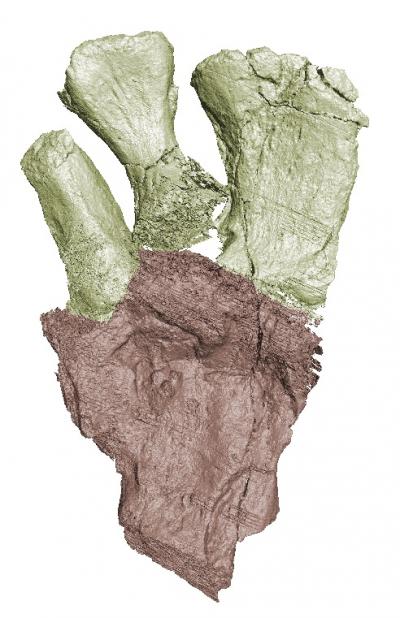 CT Scan of the Fin Skeleton of <em>Rhizodus hibberti</em>, Showing the Femur and Three Radials