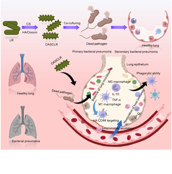 OASCLR exerted great therapeutic effects against primary pneumonia and second pneumonia