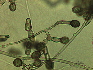 Ceratocystis ficicola