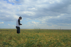 USask researcher Bunyamin Tar’an inspects a chickpea field