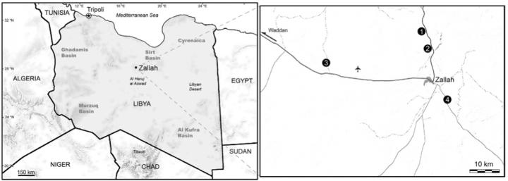 Fossil Found in Zallah Oasis
