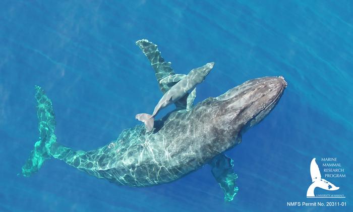 Mother and newborn humpback whale calf