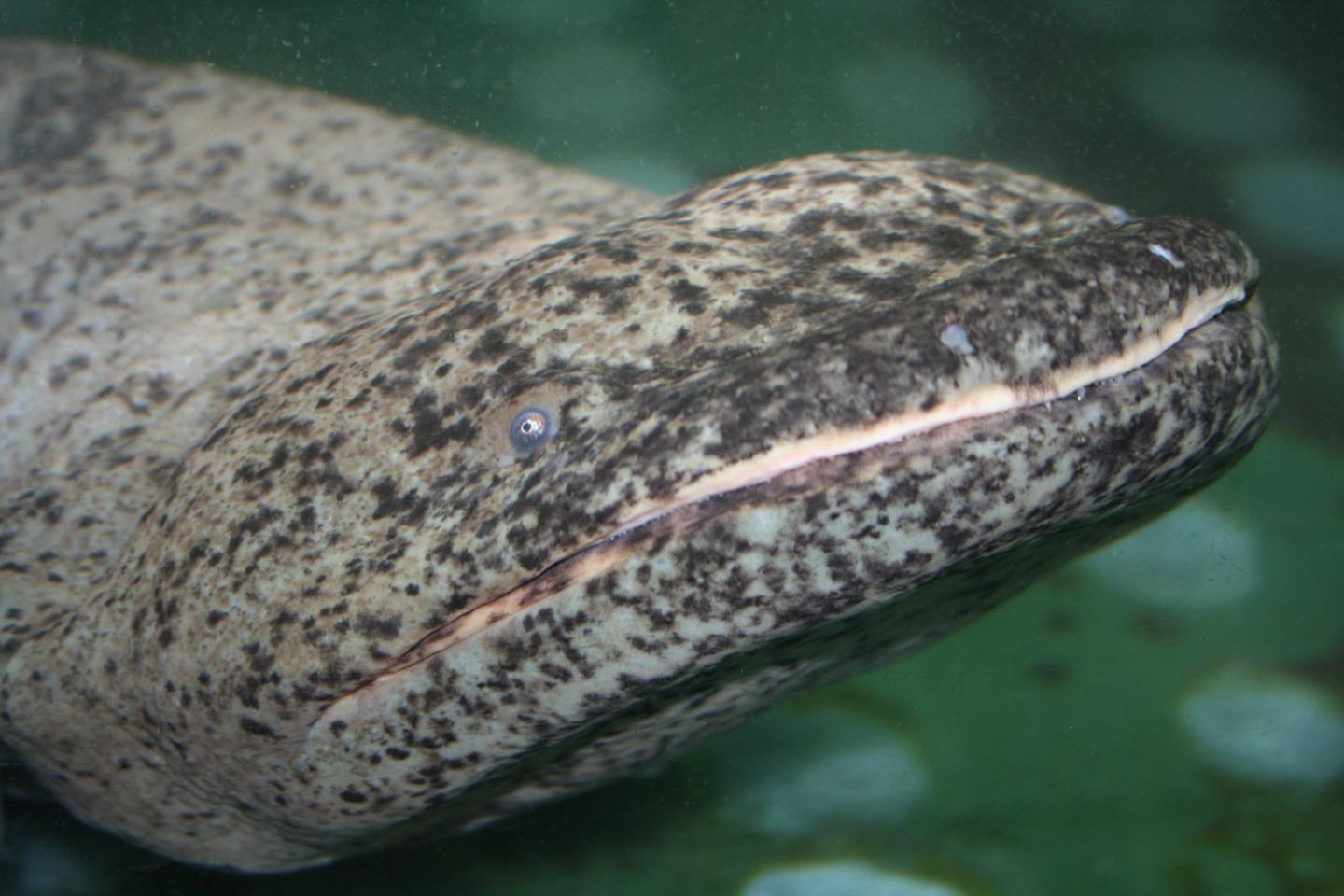 Chinese Giant Salamander