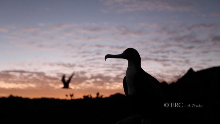 For Frigate Birds, Staying Aloft for Months is a Breeze (6 of 11)