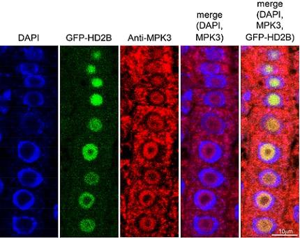 Shaping up Sgainst Pathogens 2