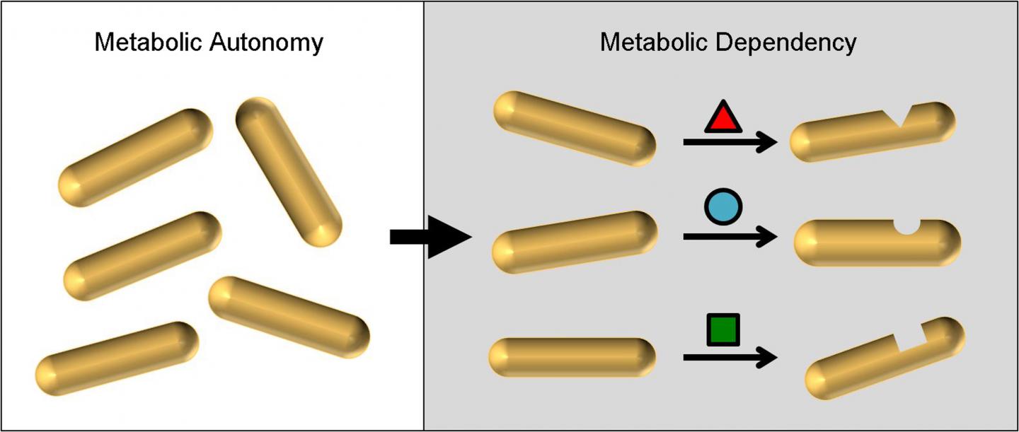 Evolution of Metabolic Dependency