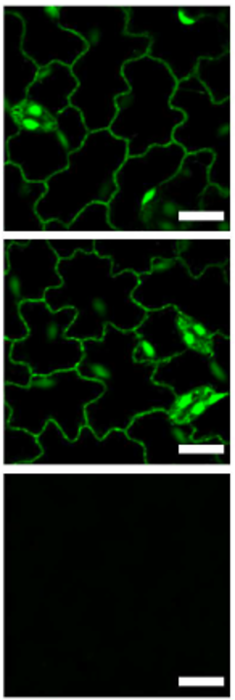 Silencing tomato genes with the spray