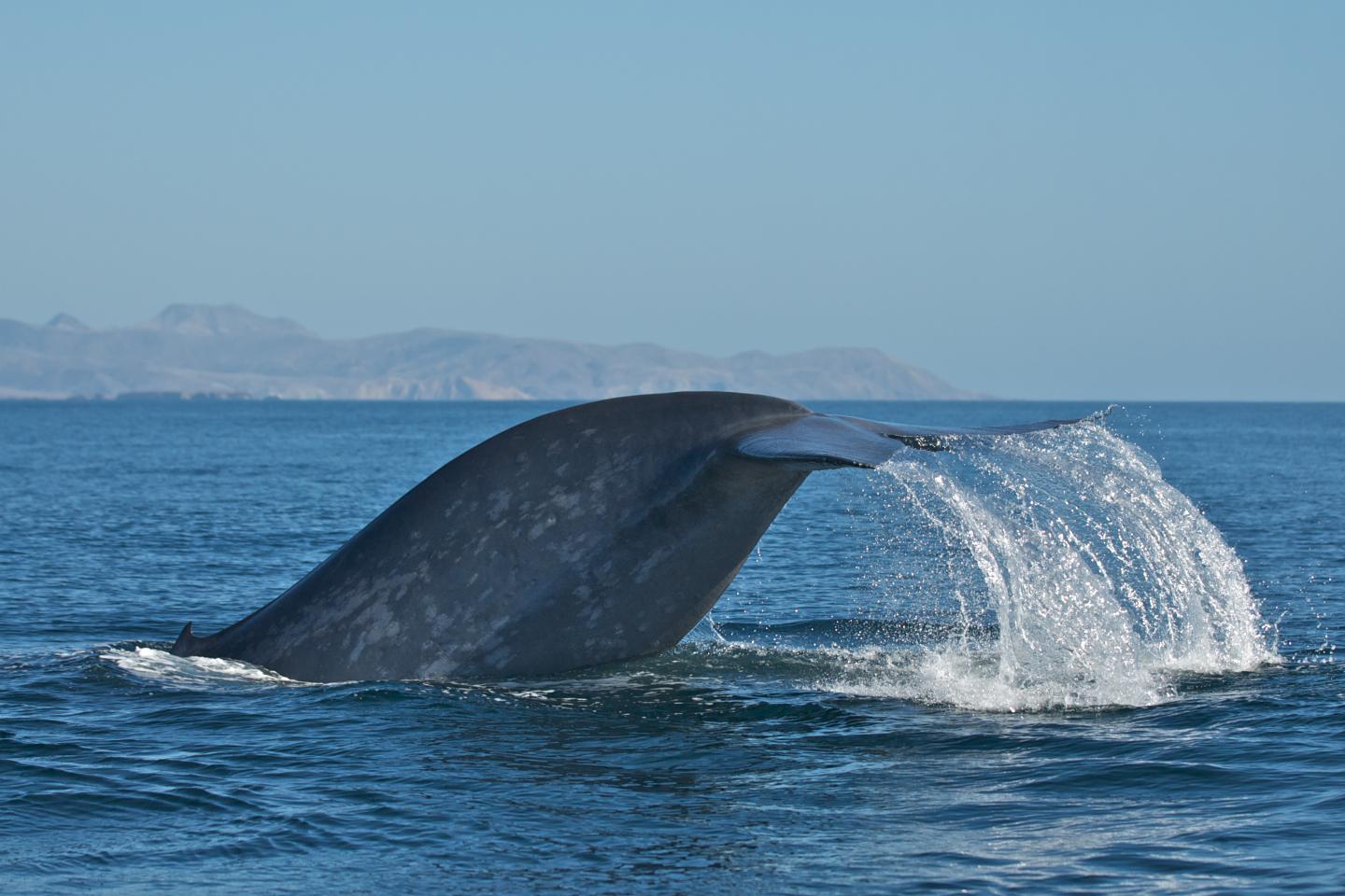 Whale Tail (Ocean Blue)