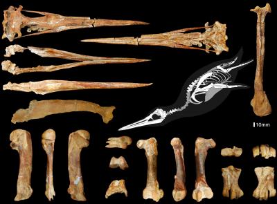 Penguin Fossil Paints a Portrait of Ancient Feathers (8 of 13)