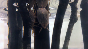 Male Japanese Appasus japonicus and a continental female