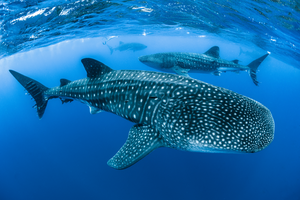 Whale Shark