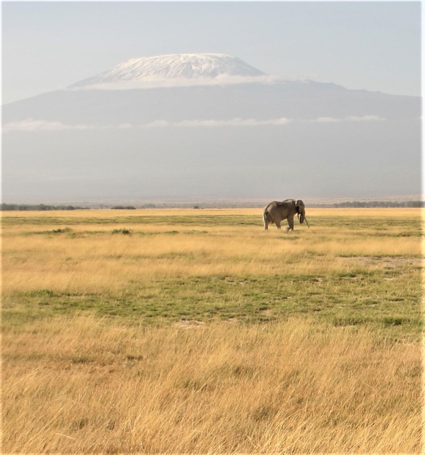 Amboseli National Park, Kenya: Due to climate change, glaciers on the Kilimanjaro are retreating.