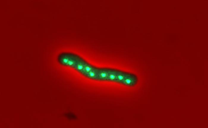 Cyanobacterial cell with multiple genome copies