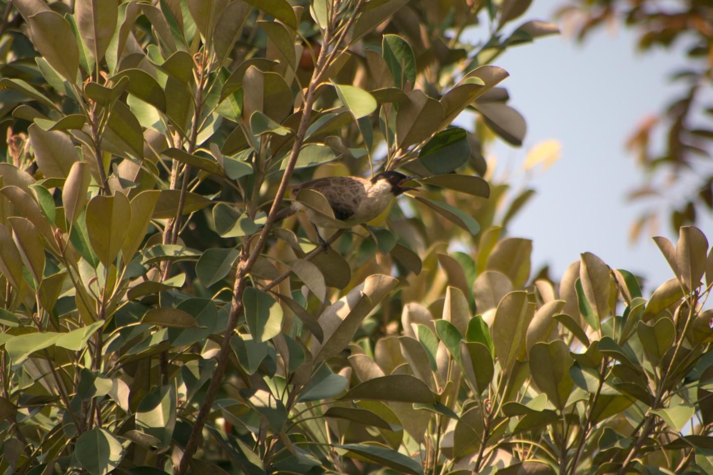 Ein Vogel, der sich im Laub versteckt.